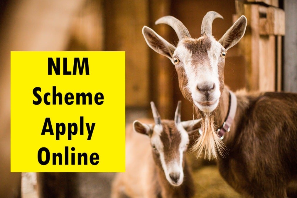 NLM Scheme for Goat Farming
